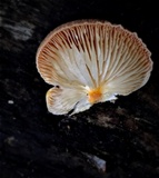 Crepidotus crocophyllus image