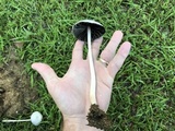 Panaeolus antillarum image