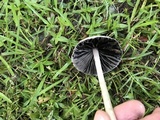 Panaeolus antillarum image