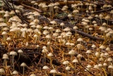 Mycena clavicularis image