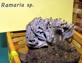 Helminthosphaeria clavariarum image