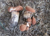 Cystodermella cinnabarina image