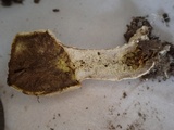 Lycoperdon mammiforme image