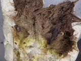 Lycoperdon mammiforme image