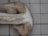 Entoloma sarcopum image