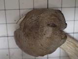 Entoloma sarcopum image