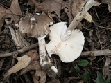 Amanita submaculata image
