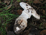Amanita magniverrucata image