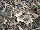 Amanita submaculata image