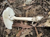Amanita submaculata image