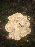 Meripilus sumstinei image
