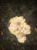Meripilus sumstinei image