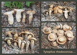 Tylopilus rhodoconius image