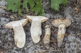 Tylopilus rhodoconius image
