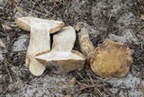 Tylopilus rhodoconius image