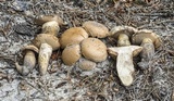 Tylopilus rhodoconius image