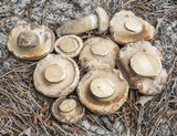 Tylopilus rhodoconius image