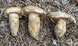 Tylopilus rhodoconius image