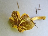 Pluteus chrysophlebius image