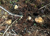 Rhodocollybia maculata var. scorzonerea image