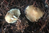 Rhodocollybia maculata var. scorzonerea image