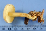 Rhodocollybia maculata var. scorzonerea image