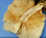 Rhodocollybia maculata var. scorzonerea image