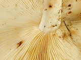 Rhodocollybia maculata var. scorzonerea image