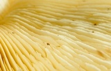 Rhodocollybia maculata var. scorzonerea image