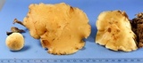 Rhodocollybia maculata var. scorzonerea image