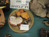 Polyporus gayanus image