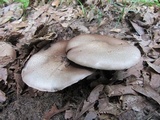 Agaricus placomyces image