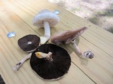 Agaricus placomyces image