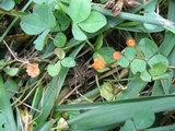 Marasmius curreyi image