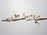 Marasmius curreyi image