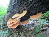 Laetiporus cincinnatus image