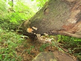 Laetiporus cincinnatus image