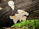 Laetiporus cincinnatus image
