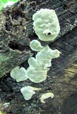 Kretzschmaria deusta image