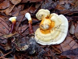 Ganoderma curtisii image