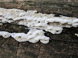 Gloeoporus dichrous image