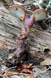 Ganoderma curtisii image