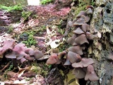 Gymnopus alkalivirens image