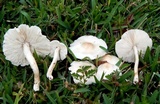 Limacella subillinita image