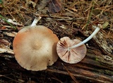 Pluteus longistriatus image