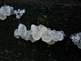 Ductifera pululahuana image