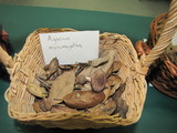 Agaricus micromegethus image