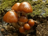 Psathyrella piluliformis image