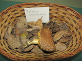 Boletus subtomentosus image