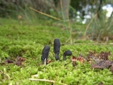 Tolypocladium ophioglossoides image